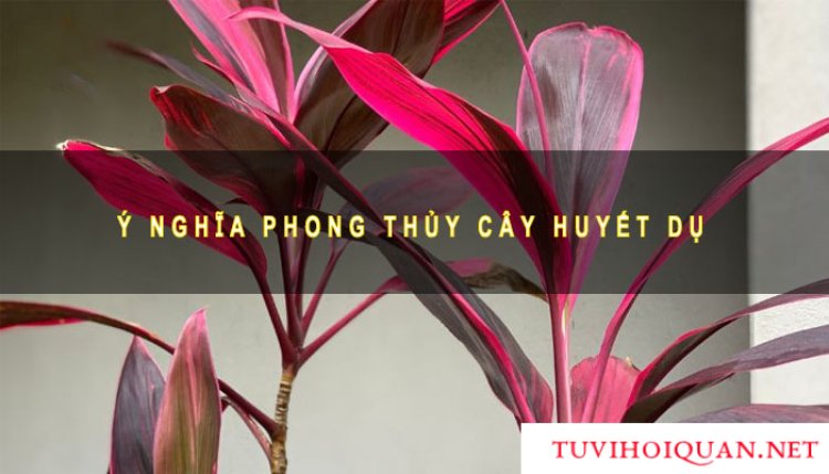 ý nghĩa phong thủy của cây huyết dụ