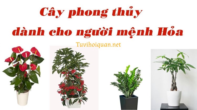 Người mệnh Hỏa hợp cây gì