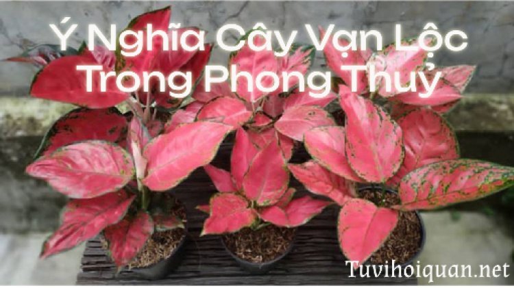 Ý nghĩa phong thủy của cậy Vạn Lộc