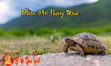 Nằm Mơ Thấy Rùa - Giải Mã Ý Nghĩa Chi Tiết Nhất