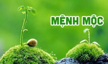 Mệnh Mộc là gì? Những điều cần biết về người mệnh Mộc