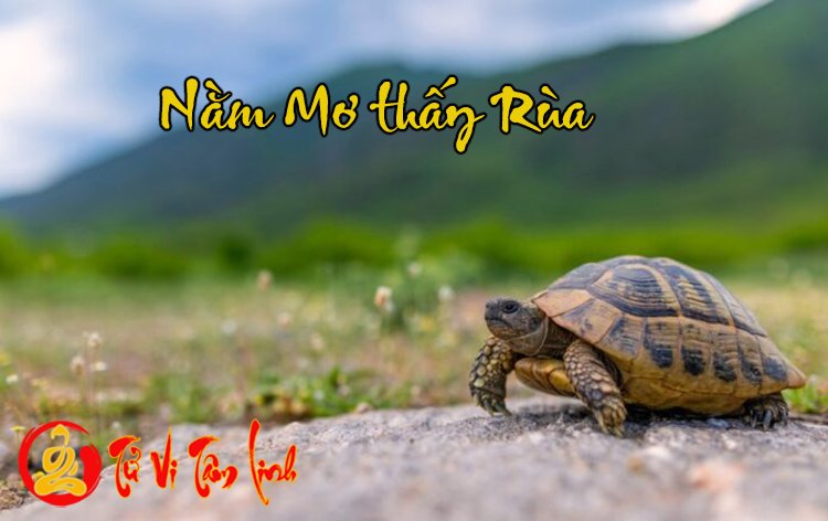 Mơ thấy rùa có ý nghĩa như thế nào