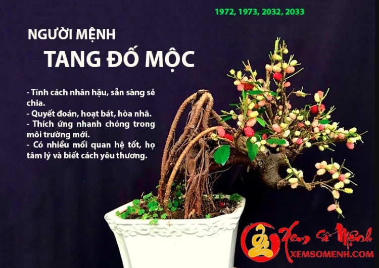 Tính cách người mệnh tang đố mộc