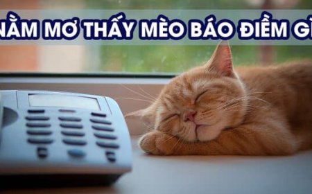 Giấc mơ về mèo báo hiệu điềm lành hay dữ - Giải mã ý nghĩa chi tiết