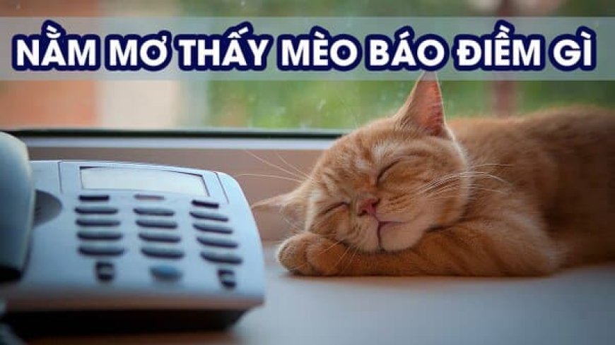 Giấc mơ về mèo báo hiệu điềm lành hay dữ - Giải mã ý nghĩa chi tiết