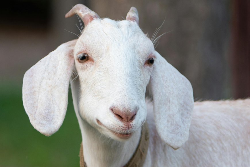 see white goat in dream