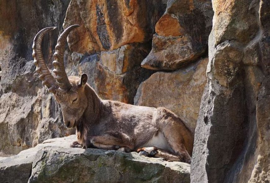  Wild goat 